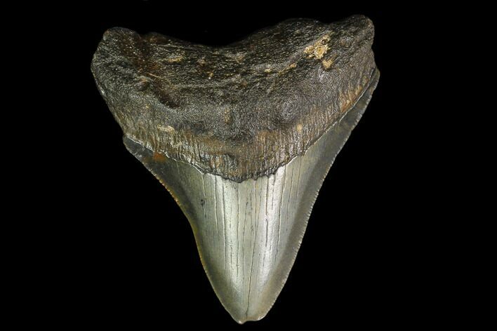 3.01" Fossil Megalodon Tooth - North Carolina